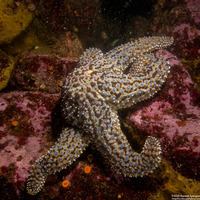 Pisaster giganteus (Giant Spined Star)