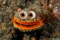 Crassadoma gigantea (Rock Scallop)