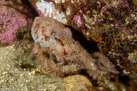 Octopus rubescens (Red Octopus)