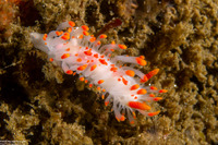 Limacia mcdonaldi (McDonald's Dorid)