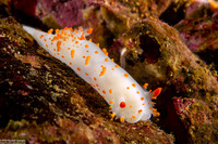 Triopha catalinae (Catalina Triopha)