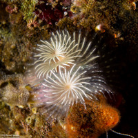 Spirobranchus spinosus (Christmas Tree Worm)