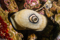 Megathura crenulata (Giant Keyhole Limpet)