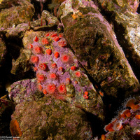 Corynactis californica (Club-Tipped Anemone)