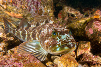 Ophiodon elongatus (Lingcod)