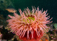 Urticina piscivora (Fish-Eating Urticina)