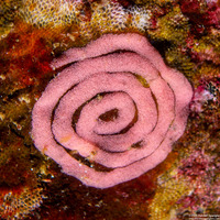 Okenia rosacea (Hopkins' Rose Nudibranch)