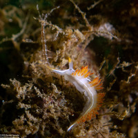 Coryphella trilineata (Three-Lined Aeolid)