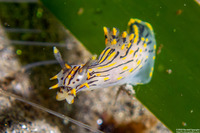 Polycera atra (Black Dorid)