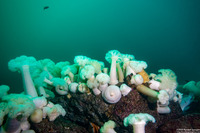 Metridium farcimen (White-Plumed Anemone)