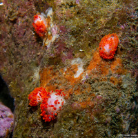 Limacia cockerelli (Cockerell's Dorid)