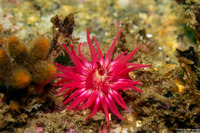 Urticina eques (White-Spotted Rose Anemone)