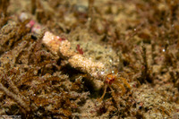 Orthopagurus minimus (Toothshell Hermit Crab)