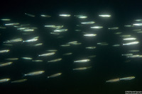 Atherinops affinis (Topsmelt)