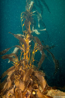 Macrocystis pyrifera (Giant Kelp)