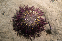 Strongylocentrotus purpuratus (Purple Sea Urchin)