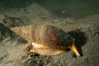 Megasurcula carpenteriana (Carpenter's Turrid)