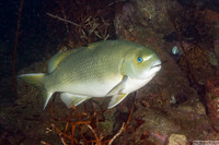 Girella nigricans (Opaleye)