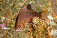 Embiotoca lateralis (Striped Seaperch)