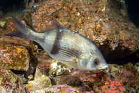 Rhacochilus vacca (Pile Perch)