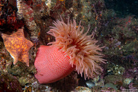 Urticina eques (White-Spotted Rose Anemone)
