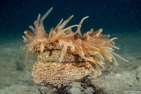 Urticina columbiana (Sand-Rose Anemone)