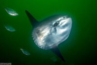 Mola mola (Ocean Sunfish)