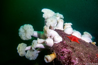 Metridium farcimen (White-Plumed Anemone)