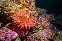 Urticina eques (White-Spotted Rose Anemone)