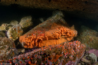 Aplidium californicum (Sea Pork)