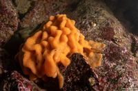 Aplidium californicum (Sea Pork)