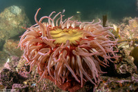 Urticina piscivora (Fish-Eating Urticina)