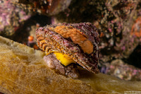 Pomaulax gibberosus (Red Top Snail)