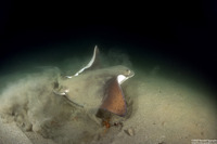 Myliobatis californica (Bat Ray)
