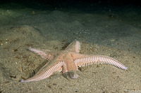 Astropecten armatus (Spiny Sand Star)