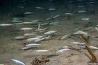Trachurus symmetricus (Jack Mackerel)