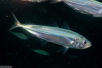 Trachurus symmetricus (Jack Mackerel)