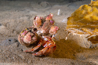 Pagurus armatus (Blackeyed Hermit Crab)