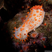 Triopha catalinae (Catalina Triopha)