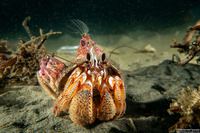 Pagurus armatus (Blackeyed Hermit Crab)