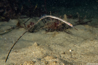 Syngnathus leptorhynchus (Bay Pipefish)