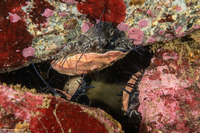 Haliotis rufescens (Red Abalone)
