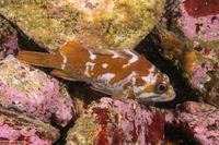 Sebastes carnatus (Gopher Rockfish)