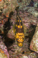 Sebastes chrysomelas (Black-and-Yellow Rockfish)