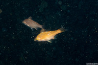 Brachyistius frenatus (Kelp Perch)