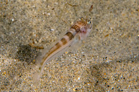 Porichthys notatus (Plainfin Midshipman)