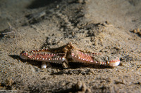 Latulambrus occidentalis (Sandflat Elbow Crab)