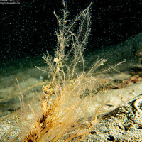 Plumularia sp.1 (Plumularia sp.1)