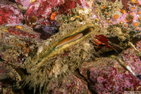 Crassadoma gigantea (Rock Scallop)