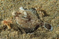 Pleuronichthys coenosus (C-O Sole)